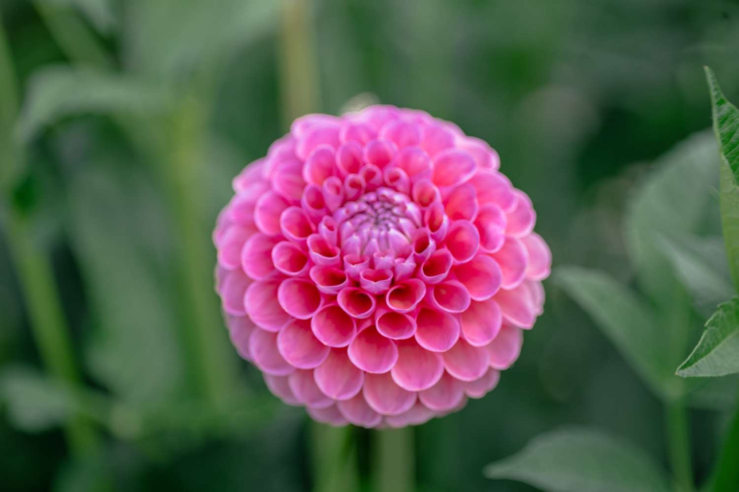 Dahlia 'Jowey Frambo'